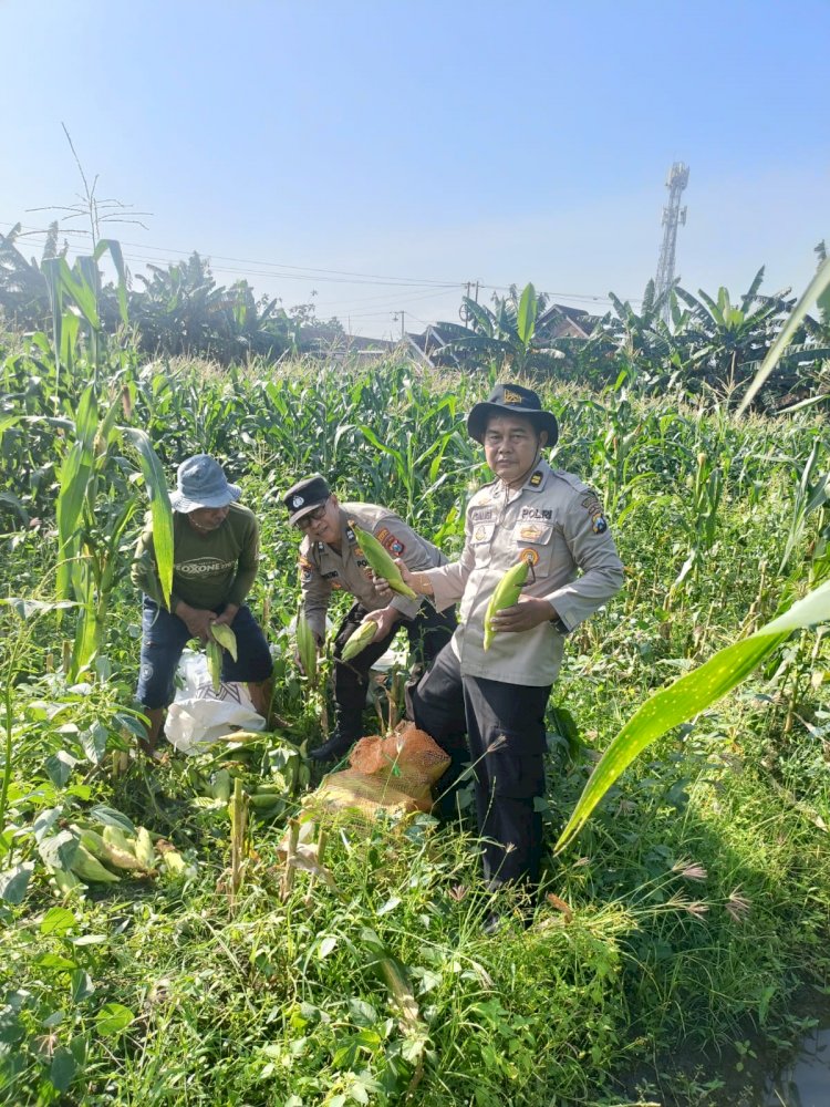 Panen Jagung 800 Kg, Polsek Porong Gandeng Petani Wujudkan Swasembada Pangan